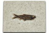Detailed Fossil Fish (Knightia) - Wyoming #327828-1